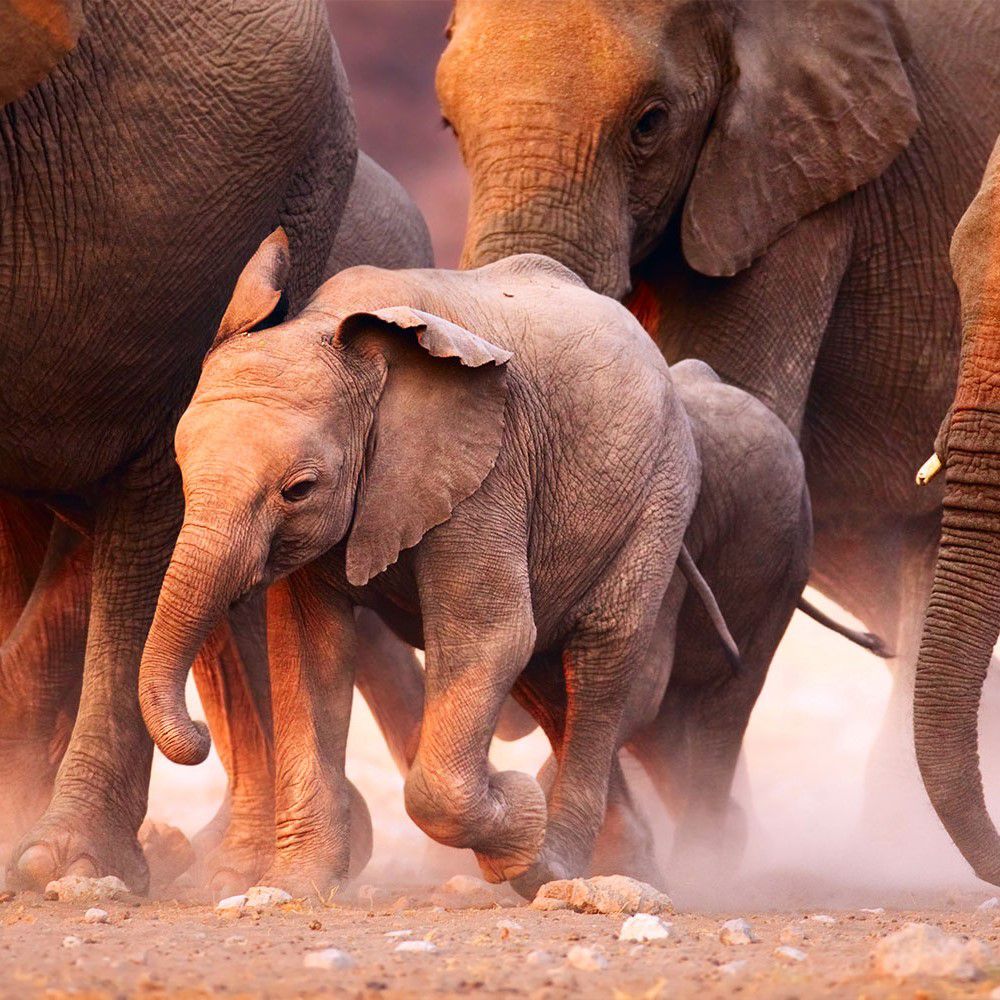 A group of elephants