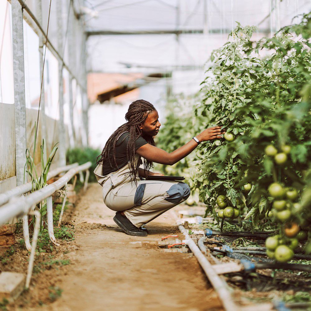 Woman plucking fruit