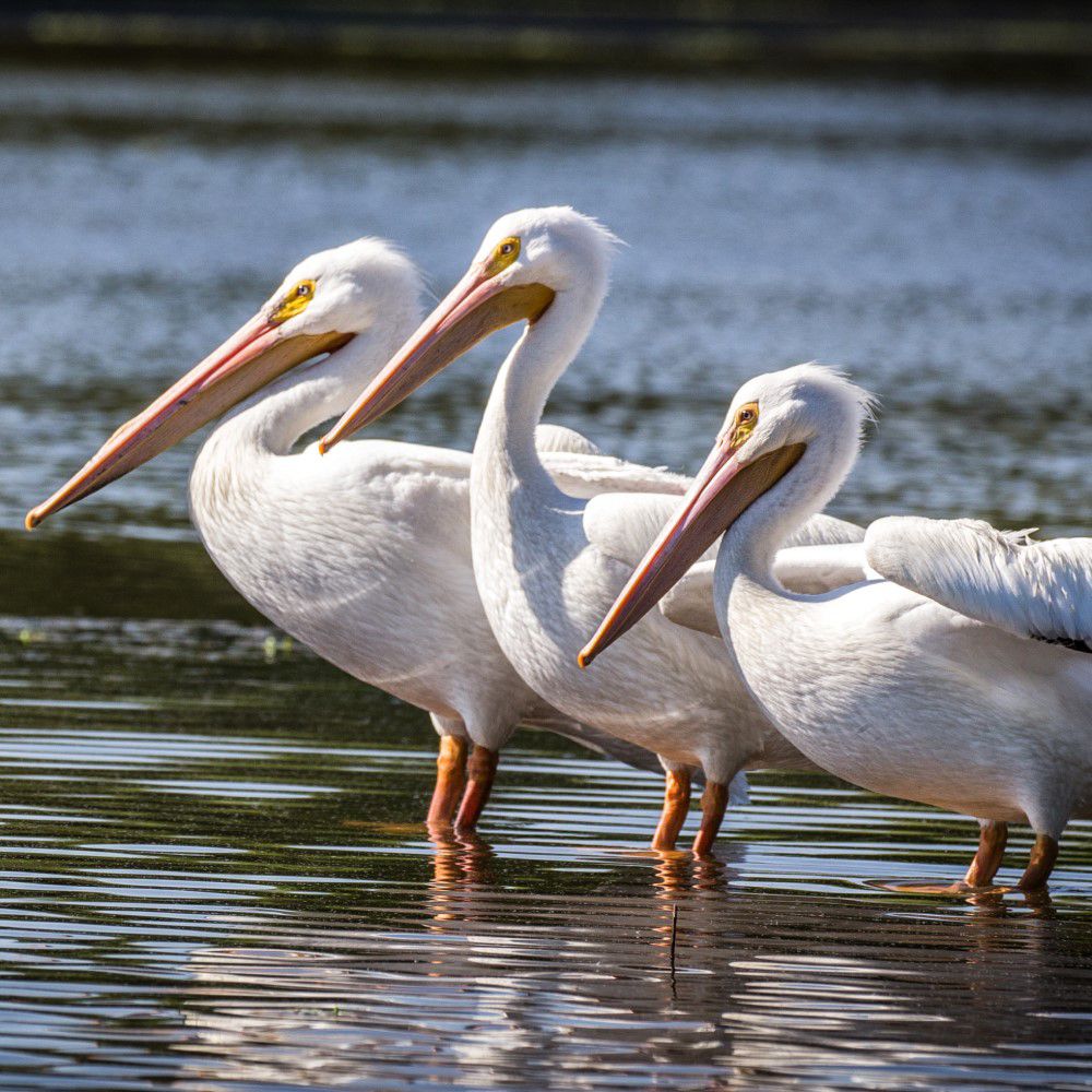 group of swans